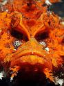 13 Spiny Devilfish